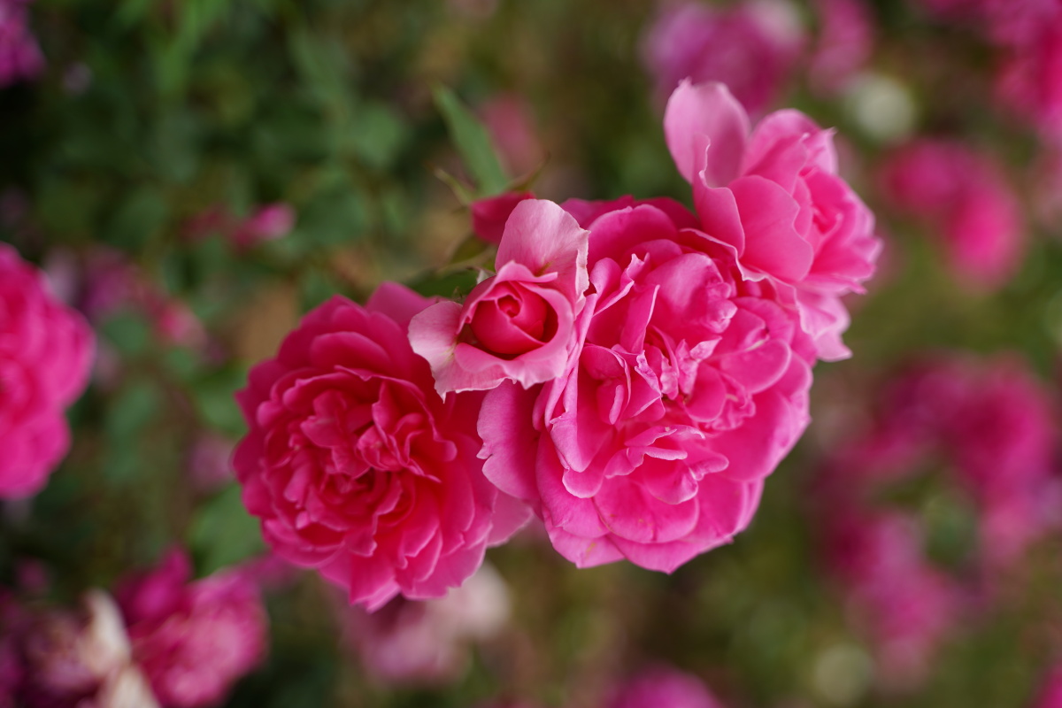 月季- 笑影映像 - 图虫