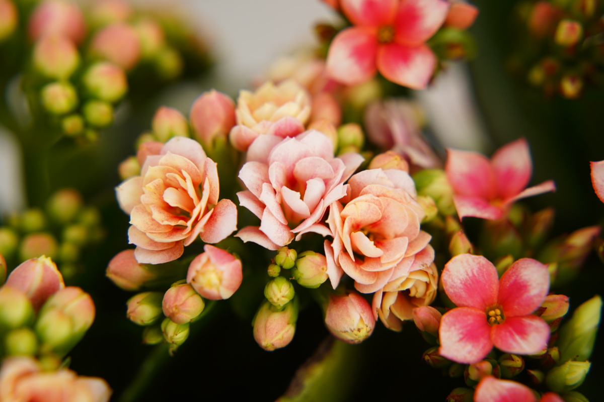 长寿花 - 笑影映像 - 图虫