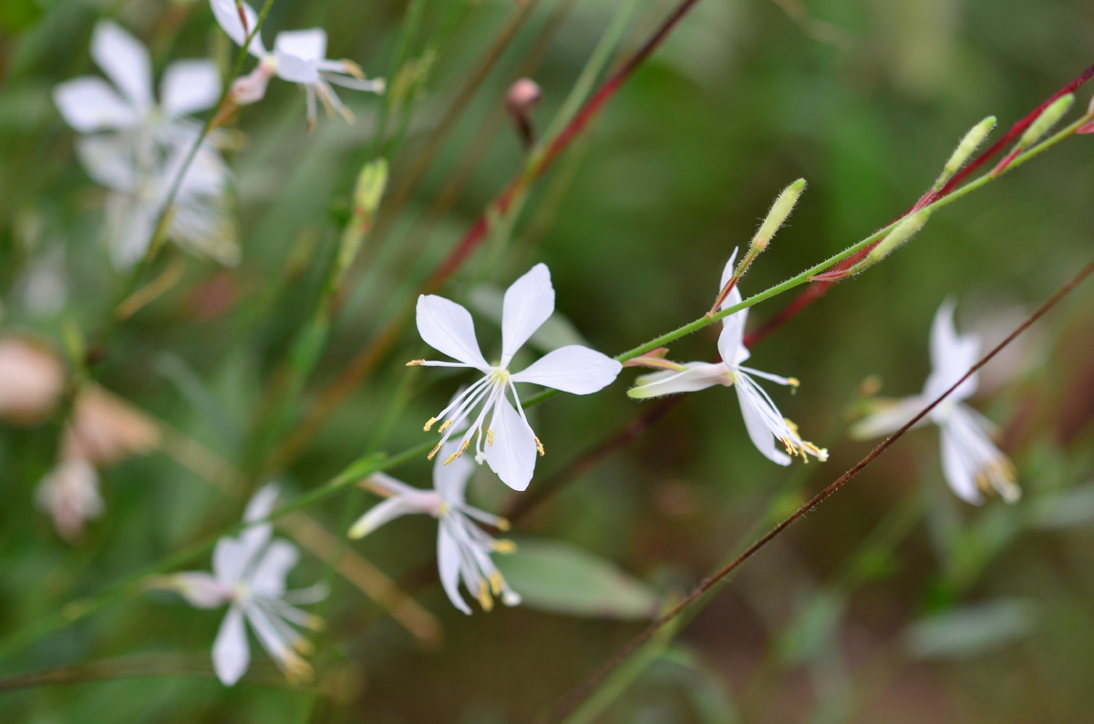 白蝶花组图1 - 笑影映像 - 图虫