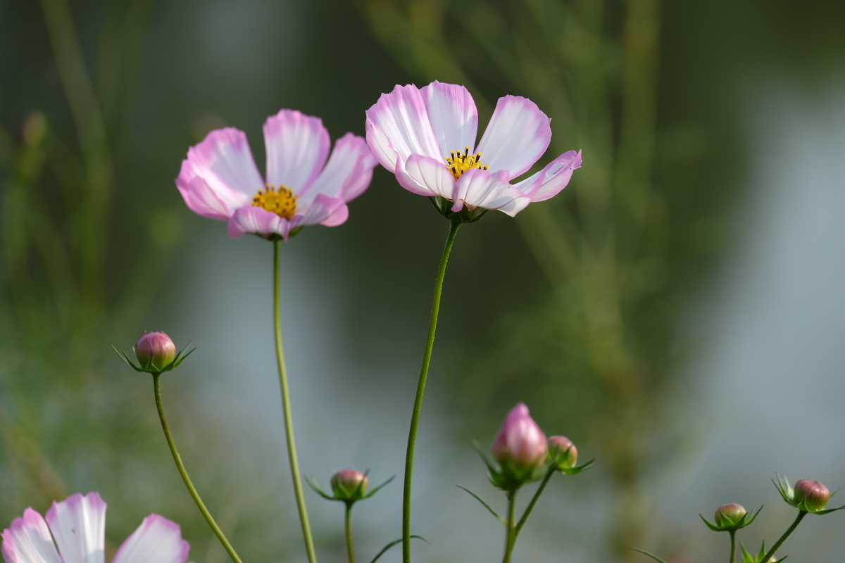 菊花二十二一一秋英格桑花