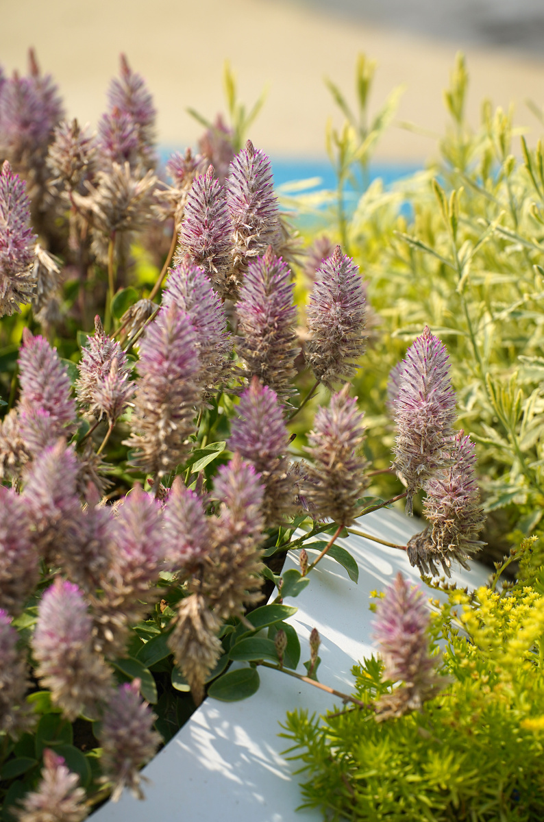 澳洲狐尾 - 笑影映像 - 图虫