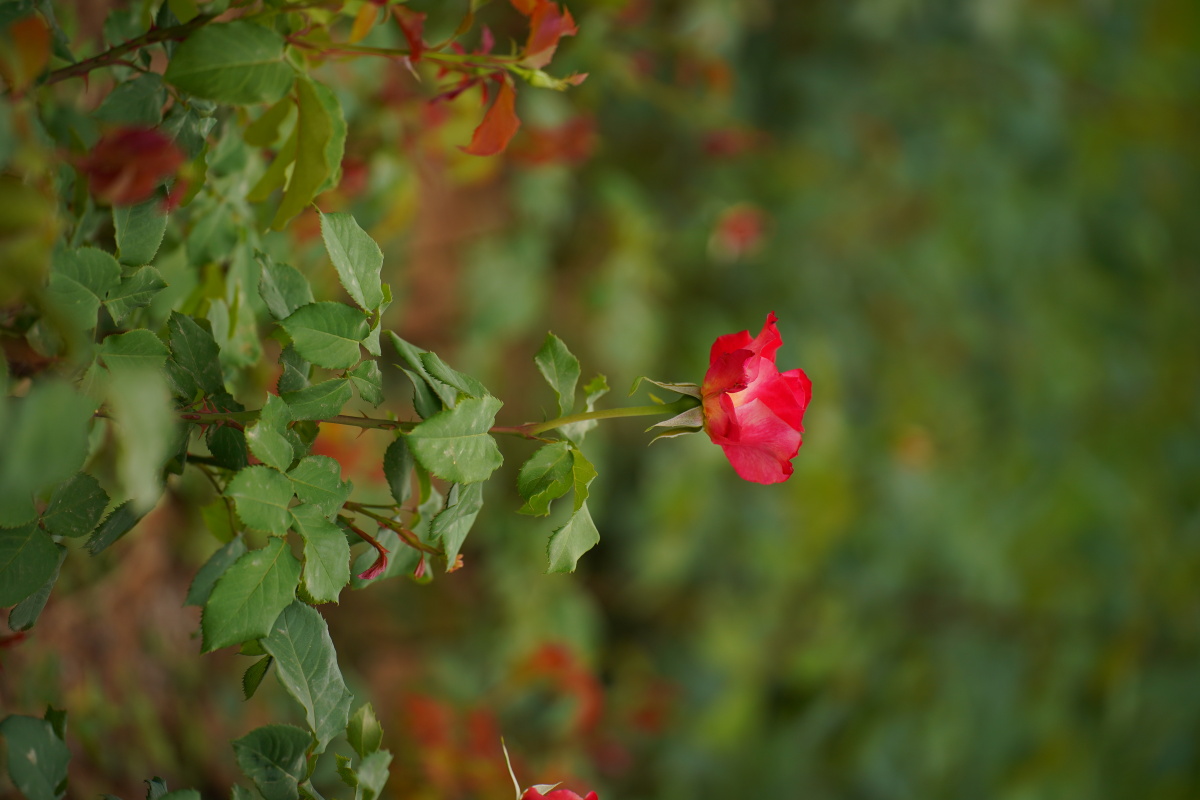 月季组图2 - 笑影映像 - 图虫