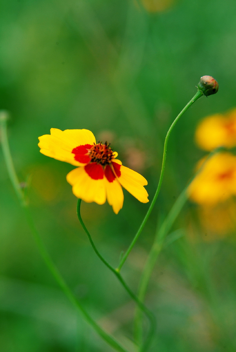 蛇目菊 - 笑影映像 - 图虫