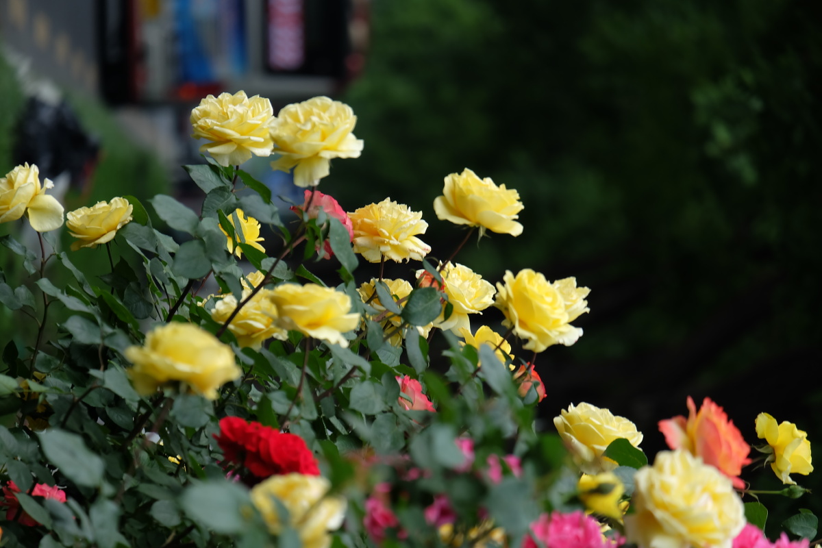 路边的月季花