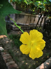 1567175