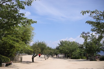 732517