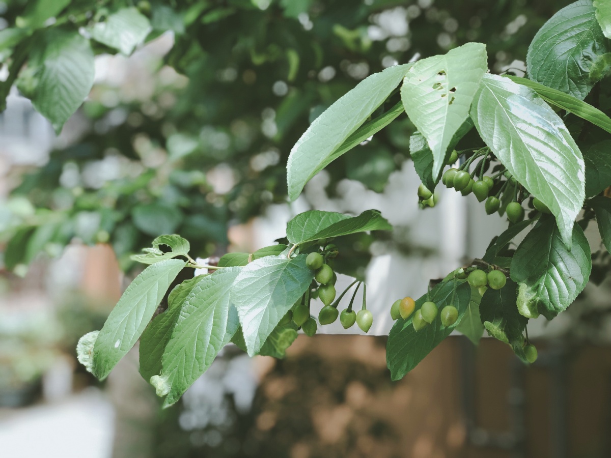 樱花树·生命的礼赞 ?