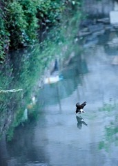 山光悦鸟性，潭影空人心