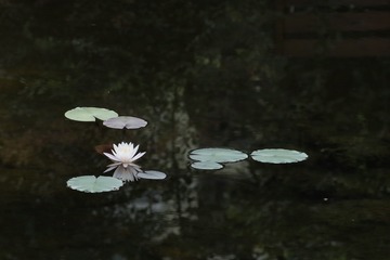 0C6ADECB-F04B-449E-A253-380BA9355AC6/L0/001