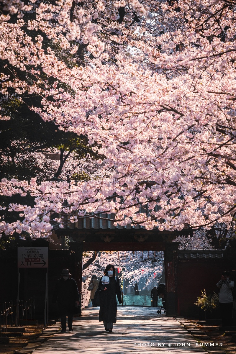 上野樱花20210324摄于东京上野公园上野公园是东京有名的赏樱地公园里