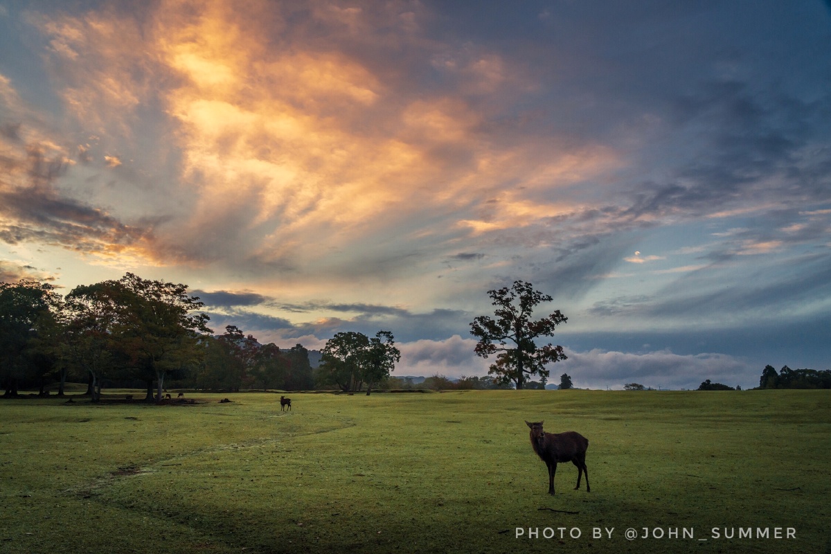 10.20摄于奈良公园飞火野)