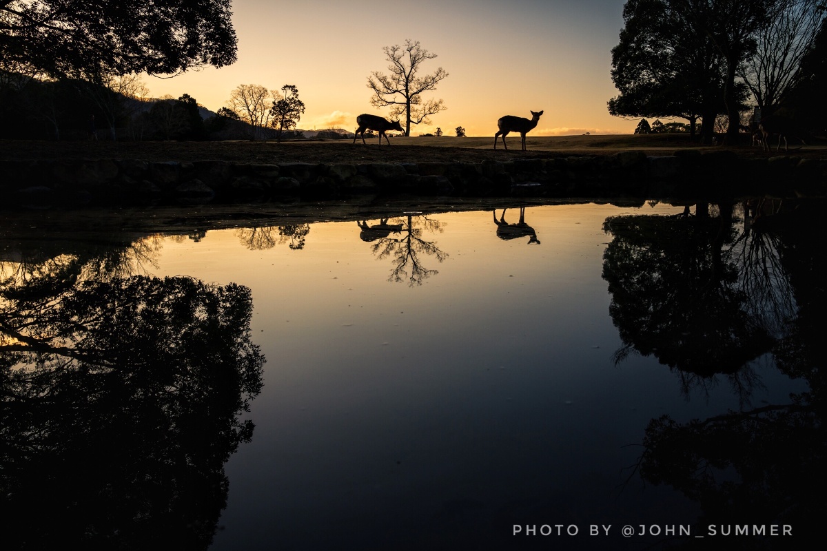 平静的飞火野20200209摄于奈良公园