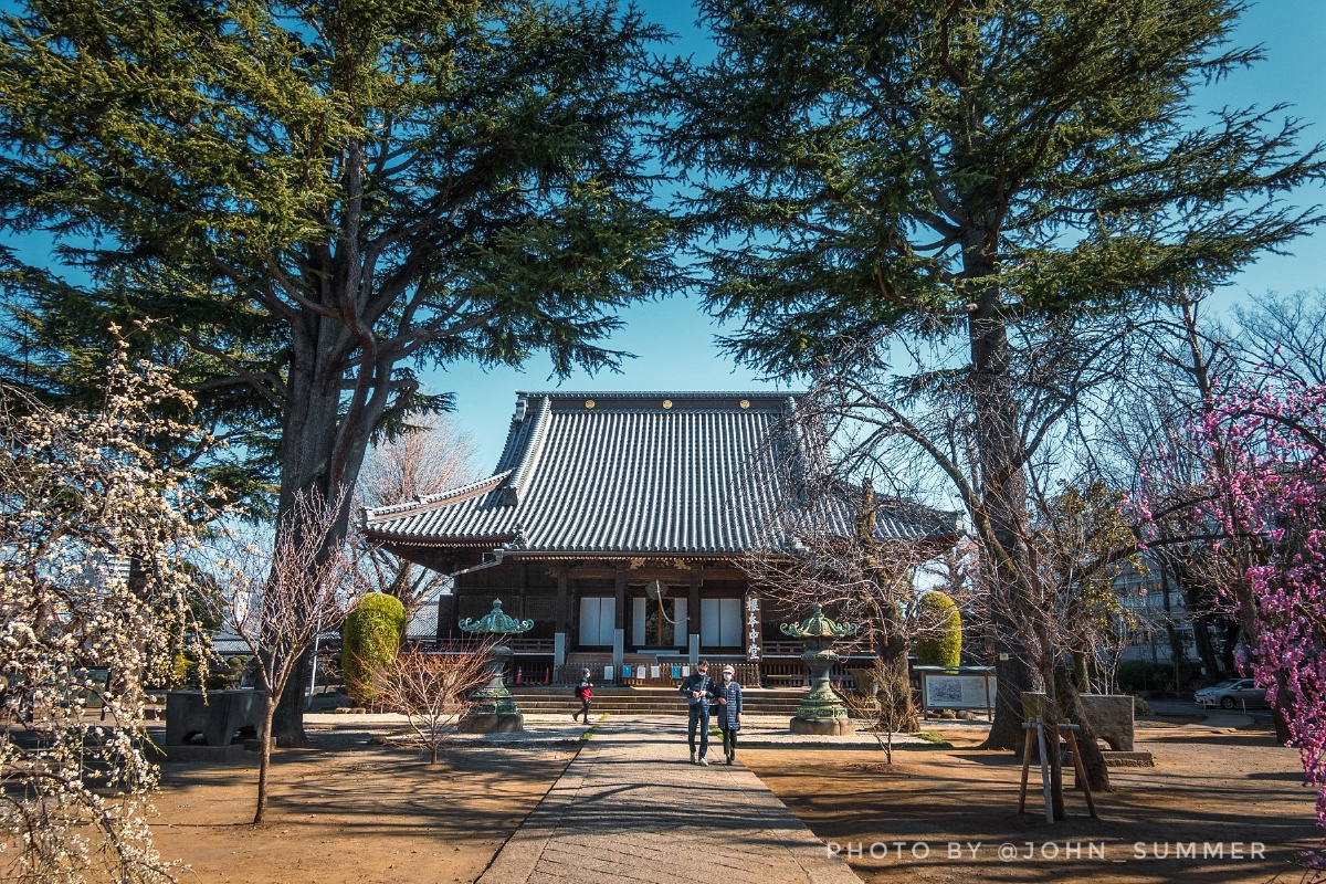 二月末的时候气温开始回暖,宽永寺的梅花也开始盛开,虽然数量不多