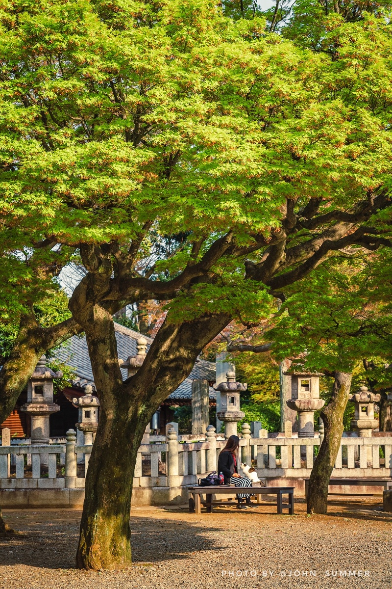 护国寺新绿20210327摄于东京护国寺樱花谢去季节也从粉红变成了翠绿