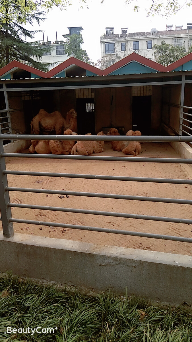大黄牛养殖的地方设置,贵州新铺黄牛养殖基地开始养牛