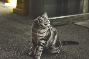 42993
