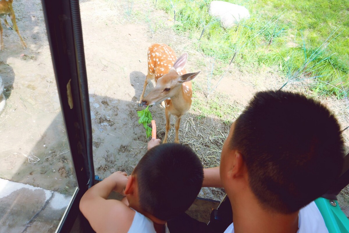 坐客车可以带宠物么,原则上不允许在公交车上乘坐宠物