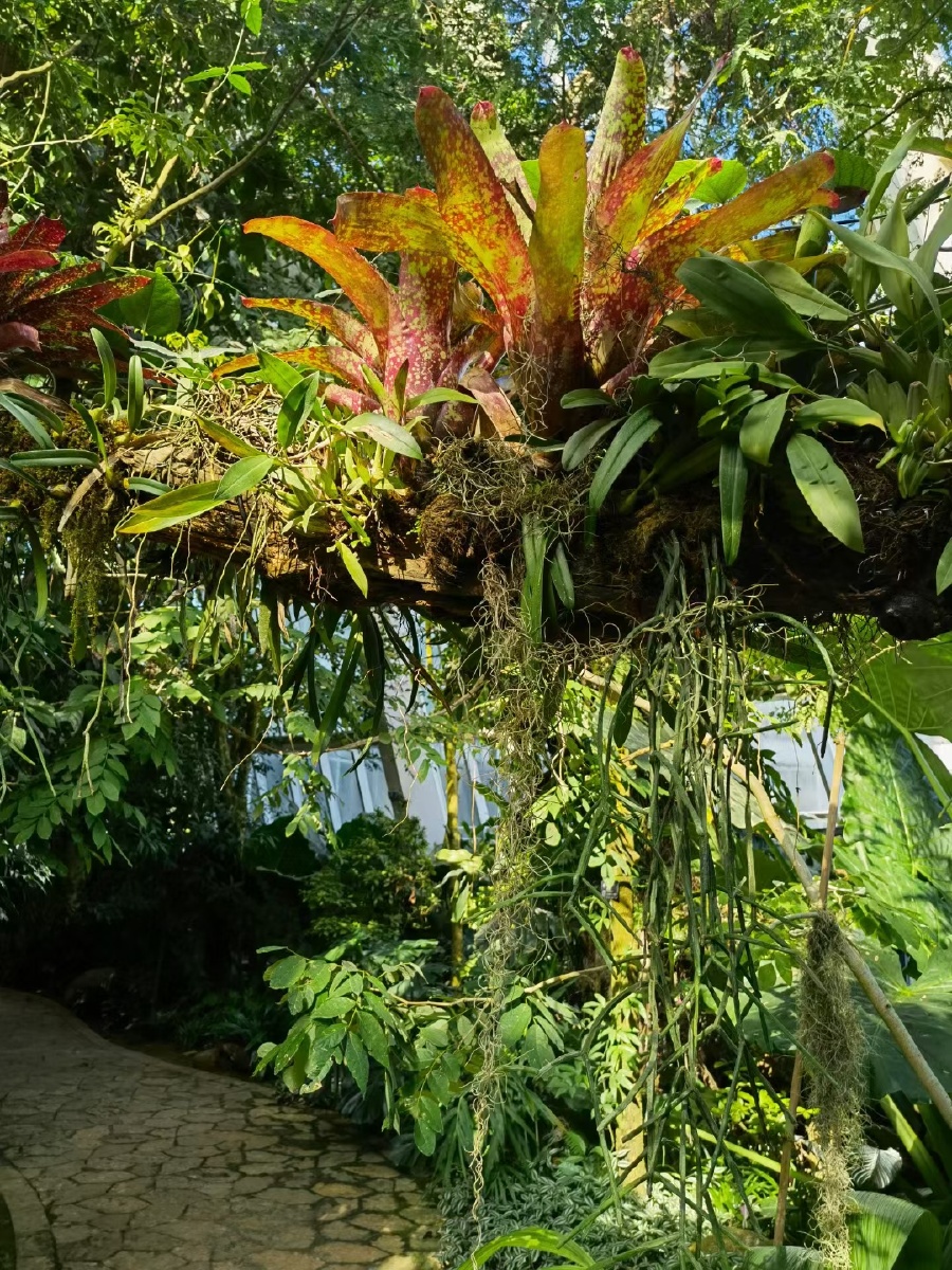 云南昆明植物园扶荔宫