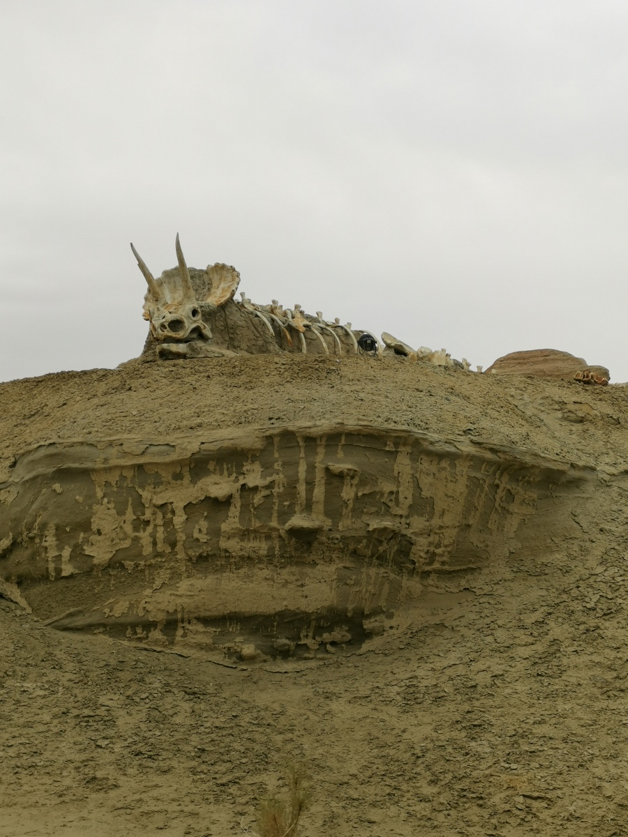 恐龙谷新疆魔鬼城内确实发现过恐龙