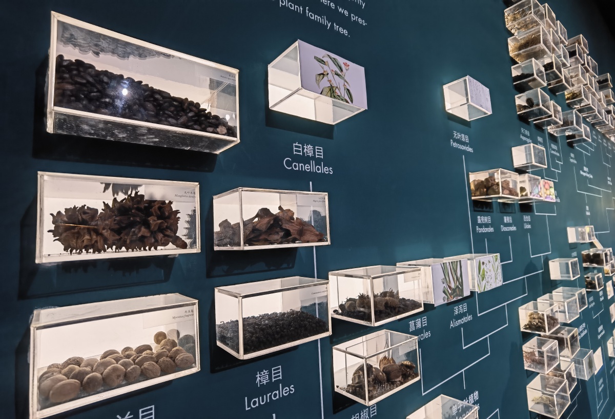 一颗种子能改变一个民族的命运昆明植物园内的种子生物多样化的呈现