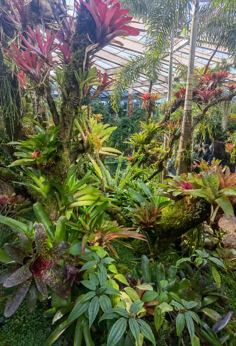 云南昆明植物园扶荔宫