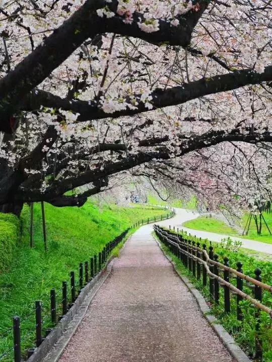 最美人间四月天美在一树树繁花美在一片片落叶
