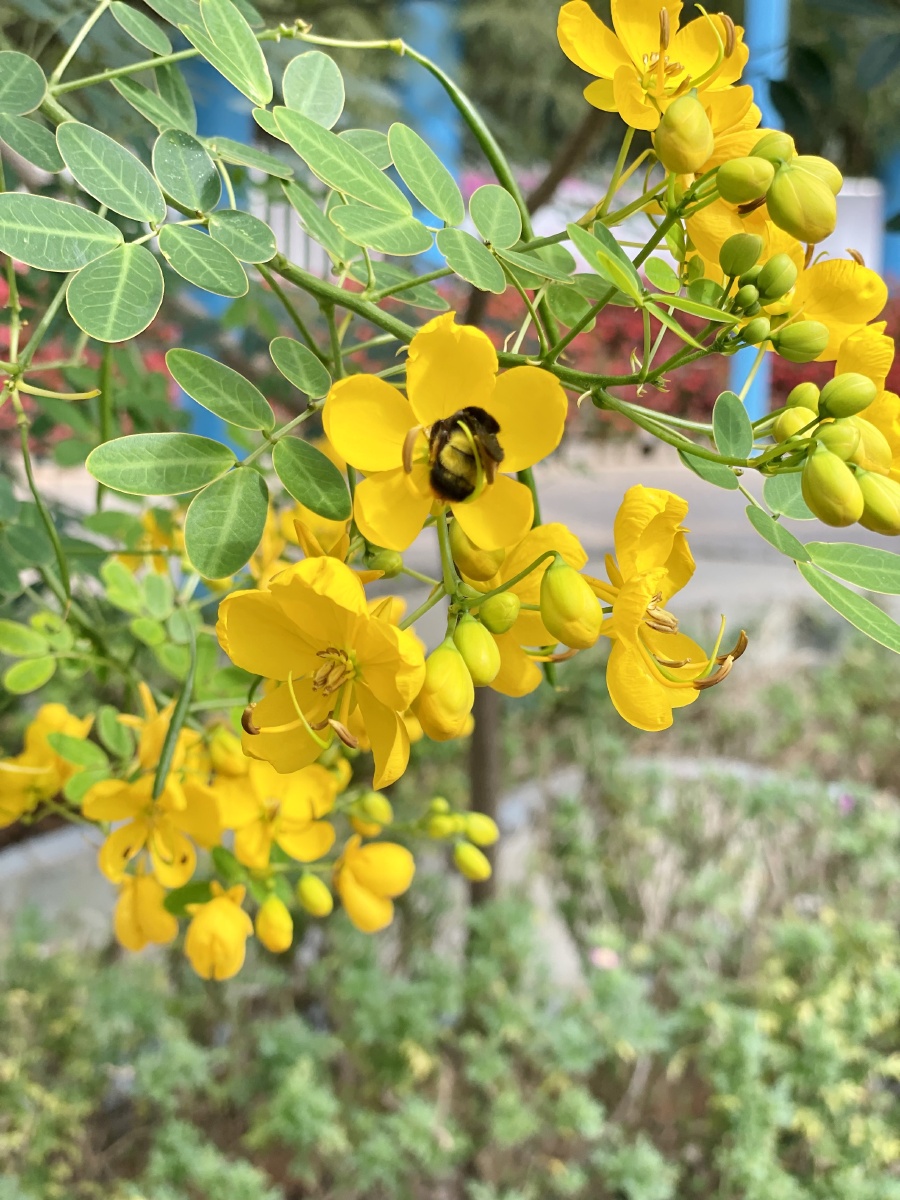盛开的花朵黄槐决明花