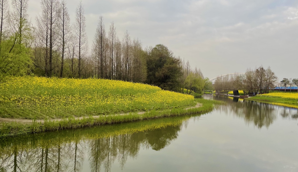 水边的油菜花