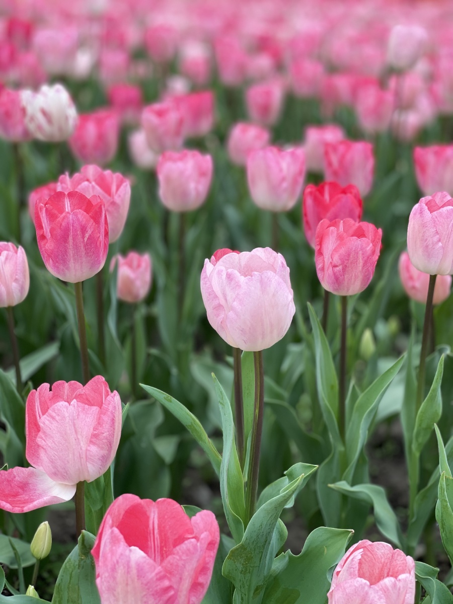 喜欢粉色的郁金香