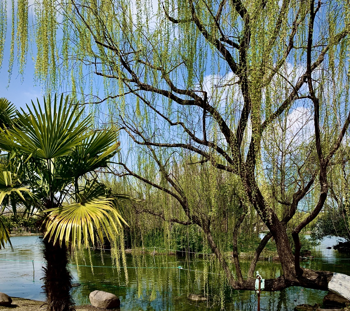 妖娆的柳儿在阳光下展示柳树它那婀娜的风姿.