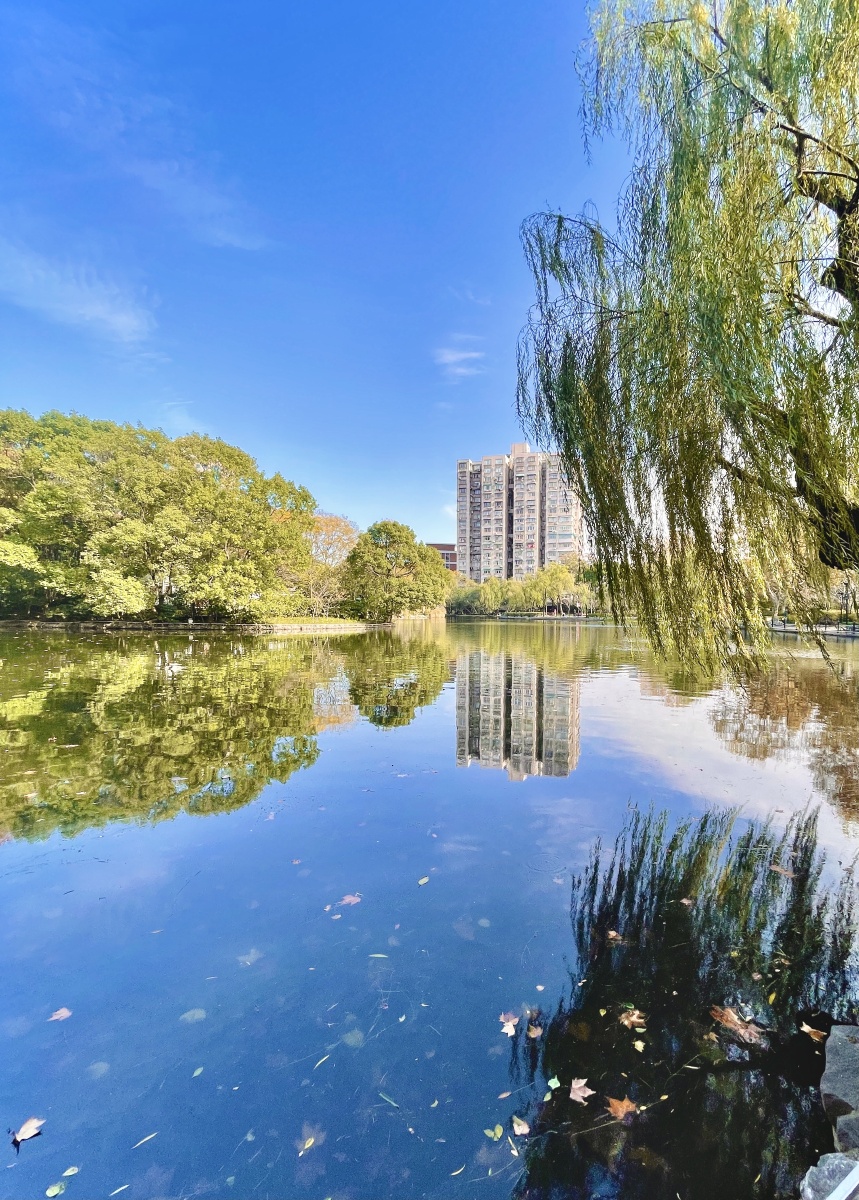 公园小河边杨柳