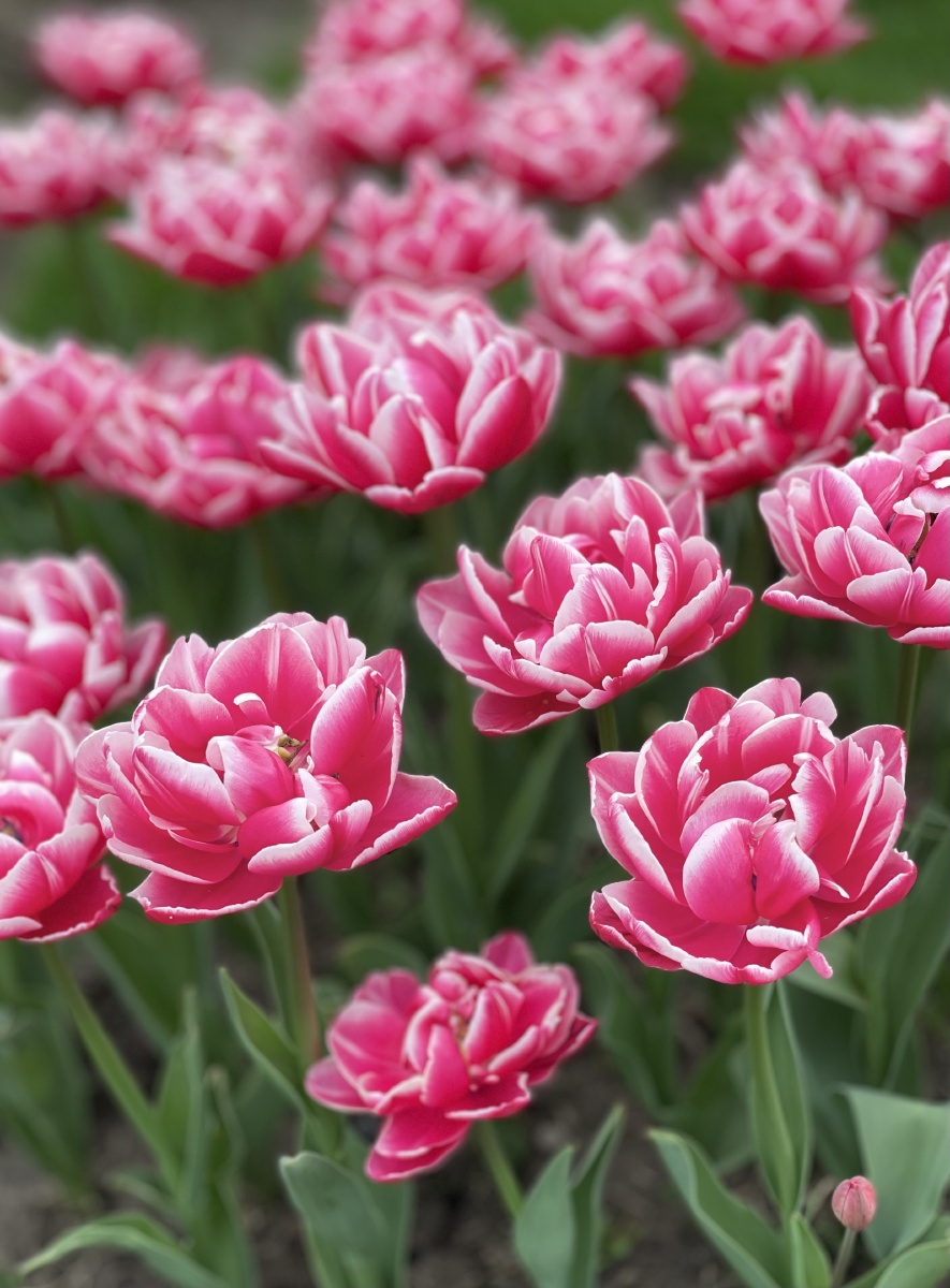 花色鲜艳的郁金香