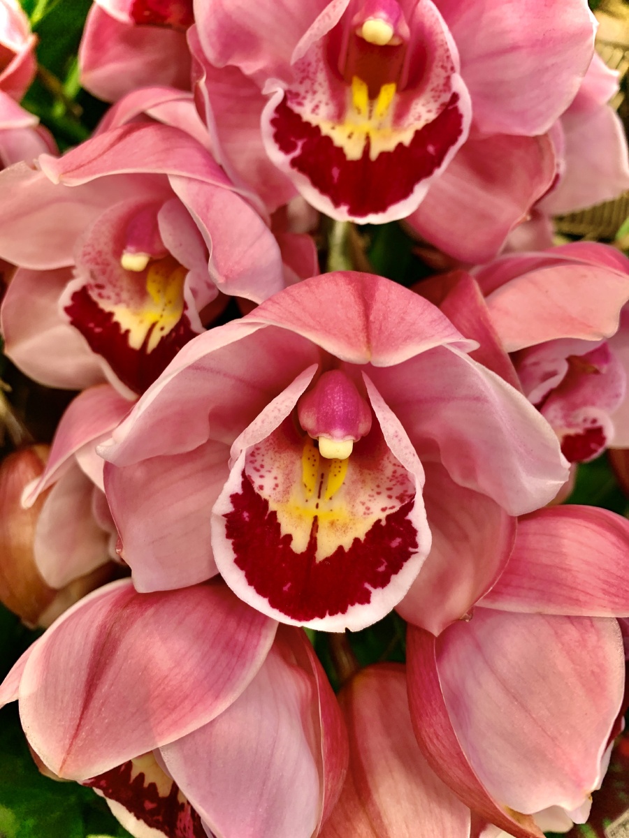 大花蕙兰 - 施彩凤