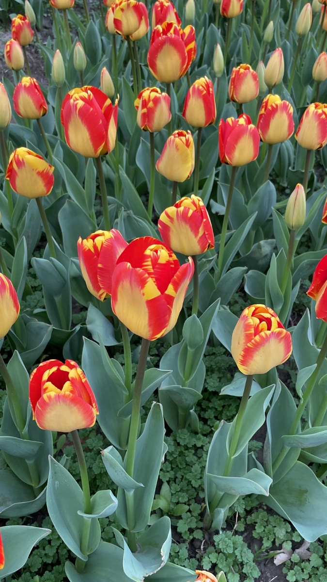 色彩鲜艳夺目的郁金香花