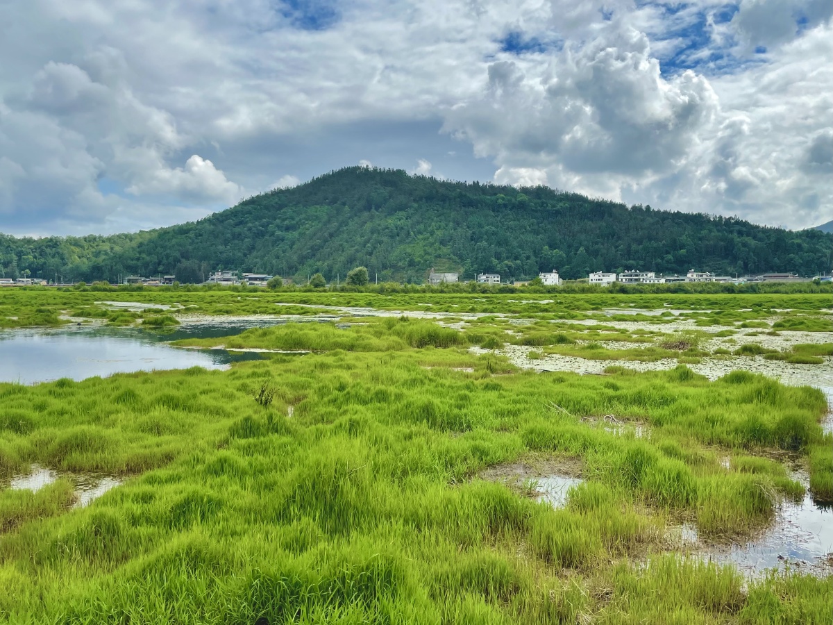 腾冲湿地水草渐渐形成整片整片的草甸漂浮在水面上宛如一个一个的小岛