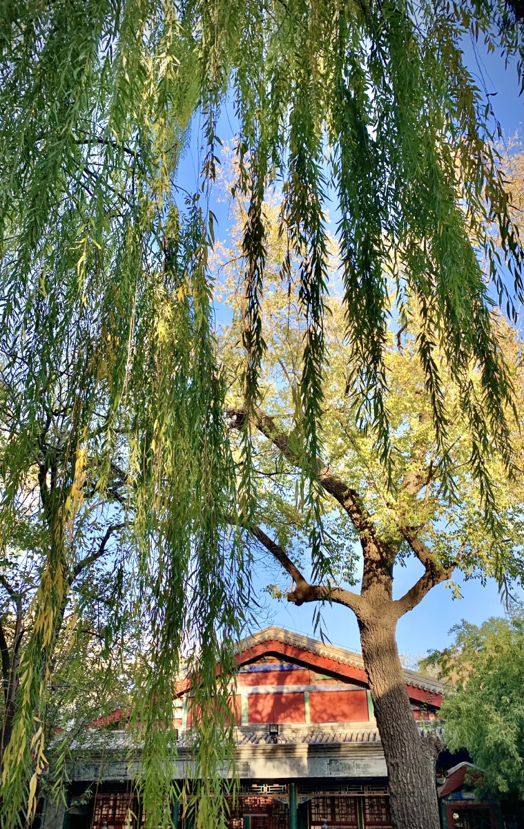 建筑前面低垂的杨柳