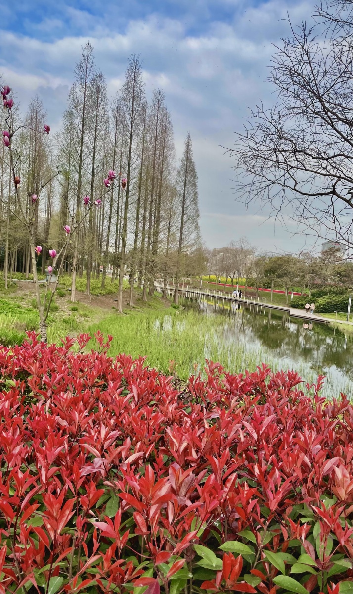 公园植物 - 施彩凤