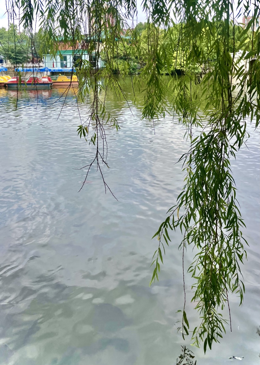 湖中低垂的杨柳