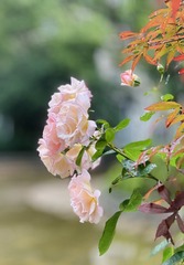 CCF20754-657B-429D-90DD-2BD17F30CD3F/L0/001