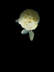 72A0ABF2-D898-487B-BBE0-426B1C144857/L0/001