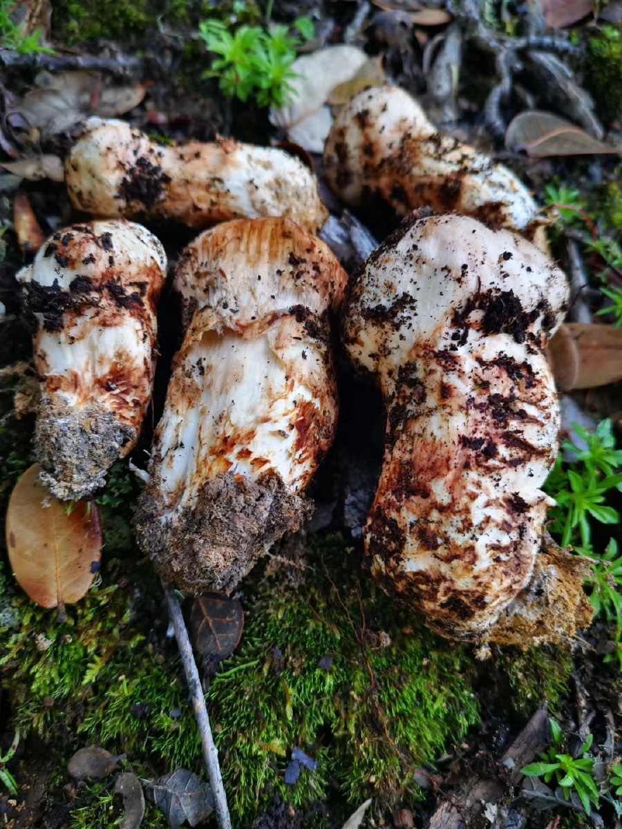 探索香格里拉松茸之旅 舌尖上的中国第一期美食推荐—松茸 生长习性