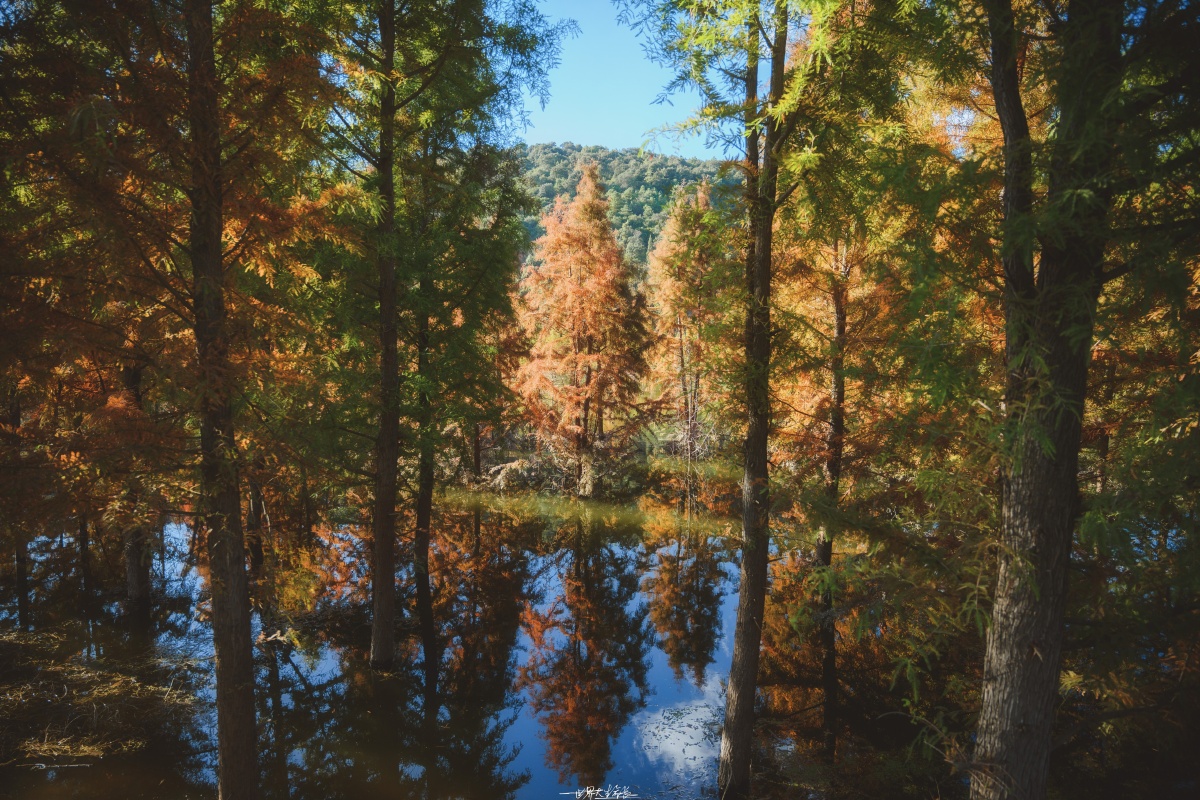 藏在甸尾村水里的秋