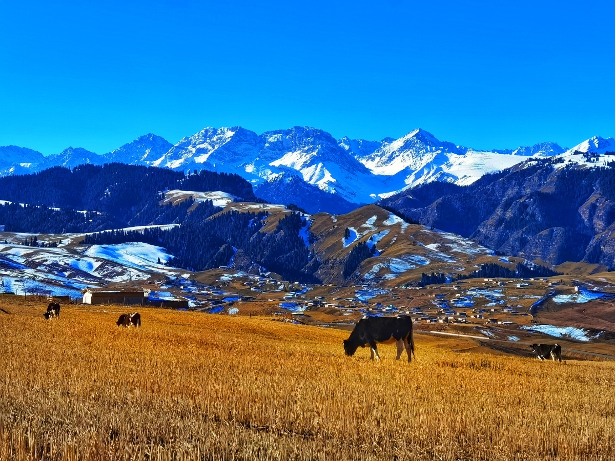 天山草原雪域风光