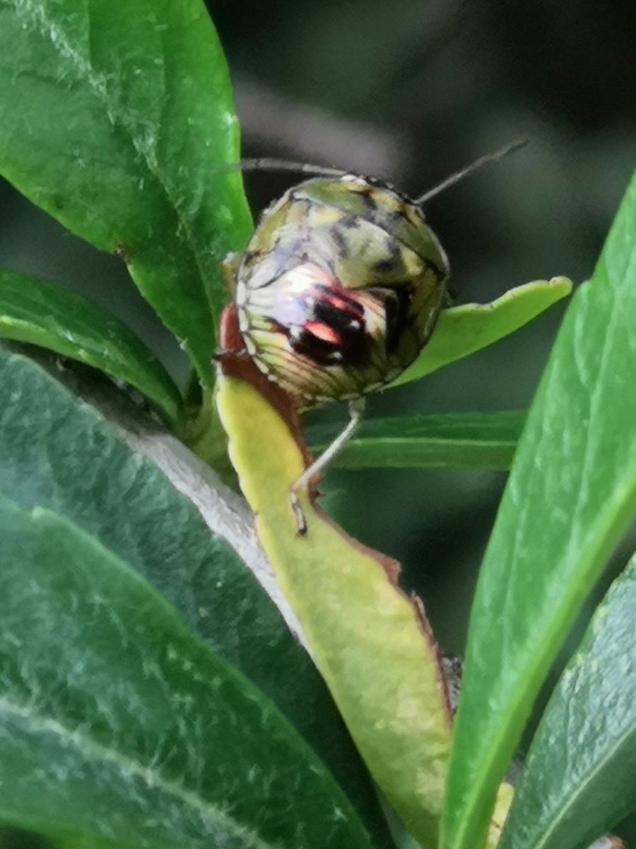 金色宽盾笑脸蝽又名异色花龟蝽