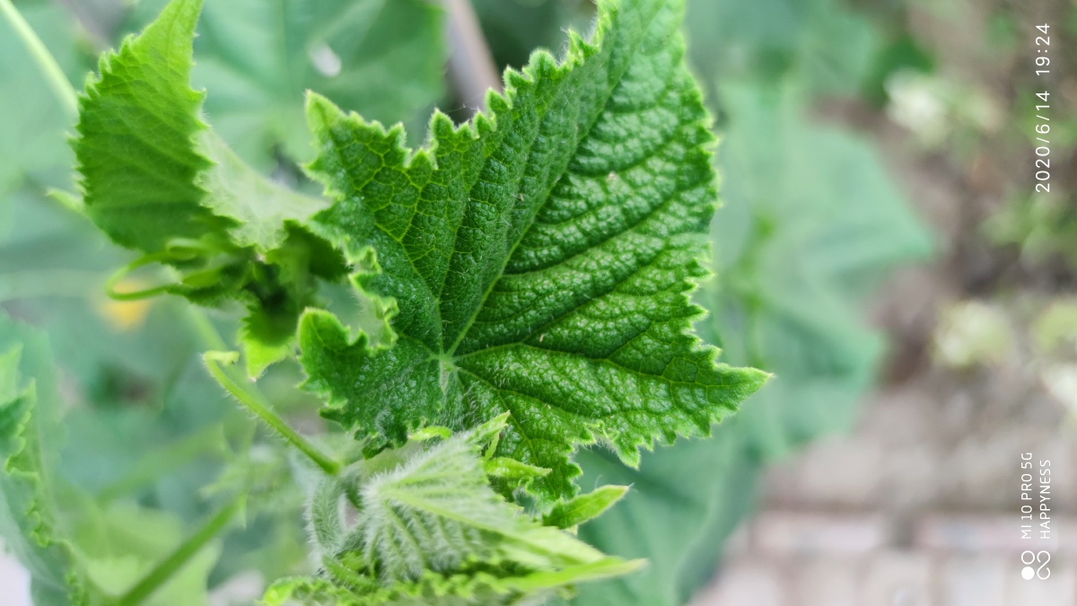 夏天的绿,才是真正的绿色