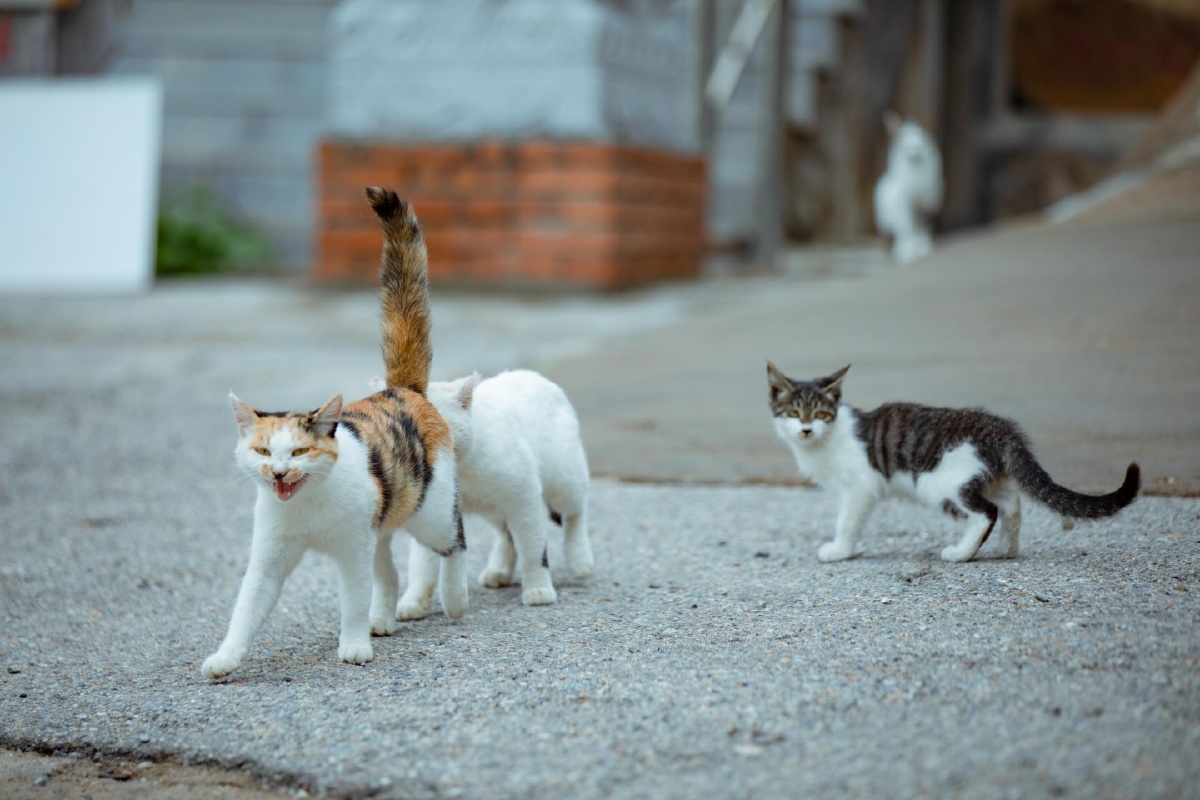 朝阳凤凰山中佛寺外一群流浪猫