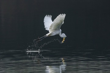 16729
