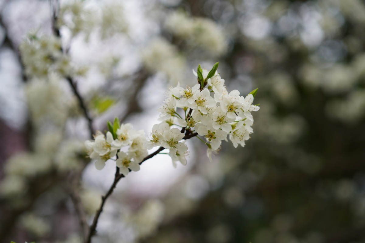 桃花李子花一起盛开的季节2021年初拍摄于自贡富顺回澜塔