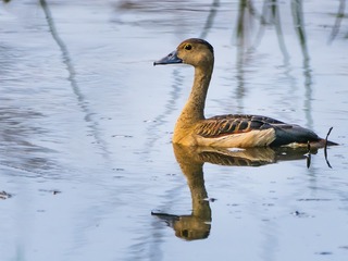 979252