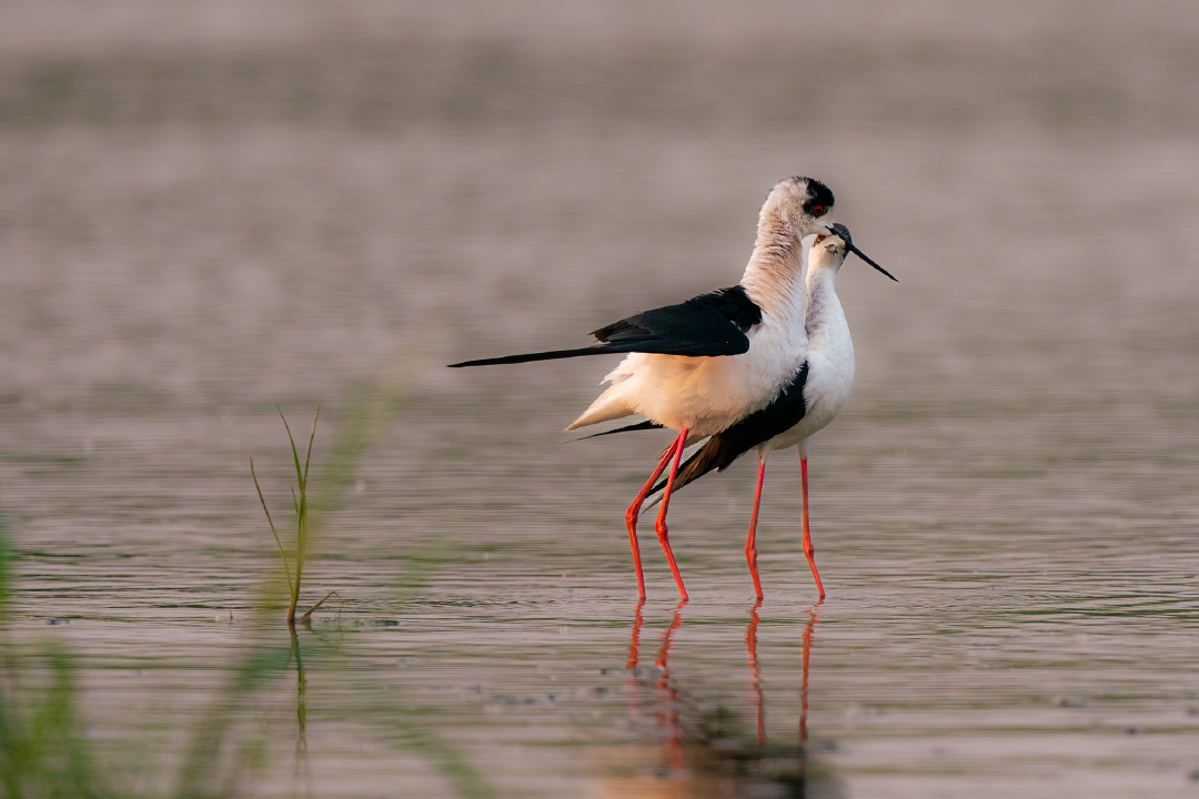 爱的力量——黑翅长脚鹬踩背 - 阳光下的迷迭香 - 图虫